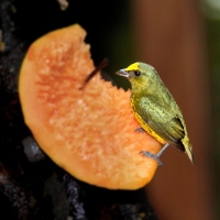 Olive-backed Euphonia 2 CostaRica LaSelva Euphonia gouldi