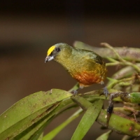 Olive-backed Euphonia 3 CostaRica LaSelva Euphonia gouldi