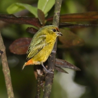 Olive-backed Euphonia 4 CostaRica LaSelva Euphonia gouldi