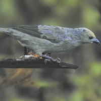 Palm Tanager CostaRica Monteverde Thraupis palmarum