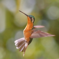 Purple-throated Mountaingem Hummingbird 3 CostaRica LaSavegre Lampornis calolaemus Female