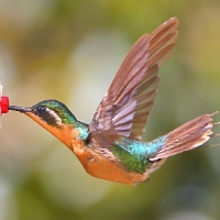 Purple-throated Mountaingem Hummingbird 4 CostaRica LaSavegre Lampornis calolaemus Female