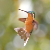 Purple-throated Mountaingem Hummingbird CostaRica LaSavegre SanJose7917 m650 Lampornis calolaemus Female