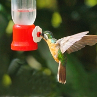 Purple-throated Mountaingem Hummingbird Female 2 LaSevegre Lampornis calolaemus