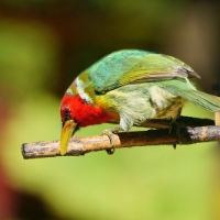 Red-headed Barbet CostaRica LaSevegre Eubucco bourcierii