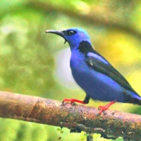 Red-legged Honeycreeper 2 CostaRica LaSelva Cyanerpes cyaneus
