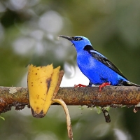 Red-legged Honeycreeper 3 CostaRica LaSelva Cyanerpes cyaneus