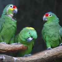 Red-lored Amazon CostaRica Monteverde Amazona autumnalis