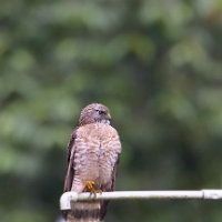 Roadside Hawk 2 CostaRica LaSelva Rupornis magnirostris Juvenile