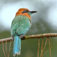 Rufous Motmot CostaRica LaSelva Baryphthengus martii