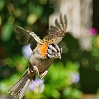 Rufous-collared Sparrow CostaRica LaSavegre Zonotrichia capensis