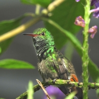 Rufous-tailed Hummingbird 2 CostaRica LaSelva Amazilia tzacatl