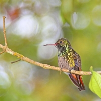 Rufous-tailed Hummingbird 4 CostaRica LaSelva Amazilia tzacatl