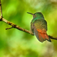 Rufous-tailed Hummingbird 5 CostaRica LaSelva Amazilia tzacatl