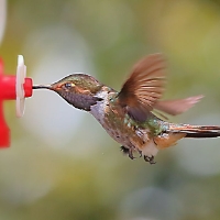 Scintillant Hummingbird 2 CostaRica LaSavegre Selasphorus scintilla