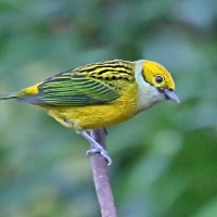 Silver-throated Tanager CostaRica Arenal Tangara icterocephala