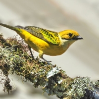 Silver-throated Tanager CostaRica Monteverde Tangara icterocephala