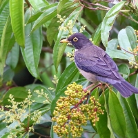 Slaty-backed Nightingale-thrush Juvenile CostaRica Arenal Catharus fuscater