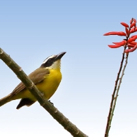 Social Flycatcher CostaRica Monteverde Myiozetetes similis