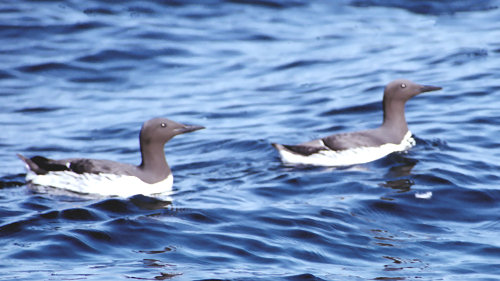 +LatrabjarbBirdCliffsCommonGuillemot.jpg