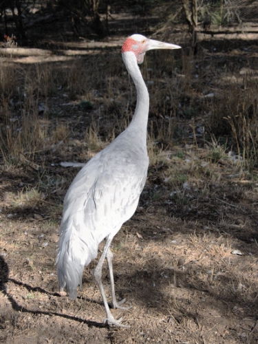 6825_Brolga.jpg