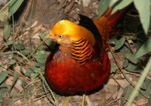 6915_RedGoldenPheasant.jpg
