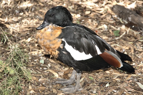 6923_Shelduck.jpg