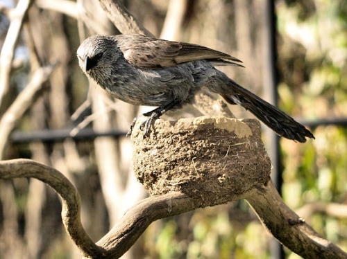 ApostleBird_0078.jpg