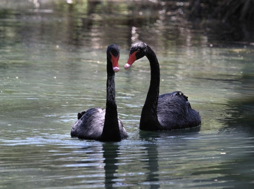BlackSwan_5404.jpg