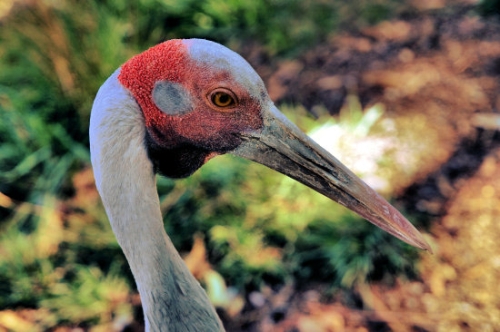 Brolga_P3031526.jpg