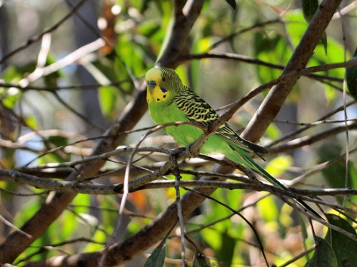 Budgerigar_1585.jpg