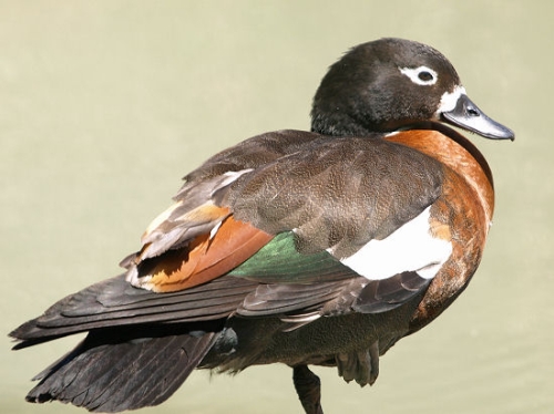 BurdekinDuck_1739.jpg