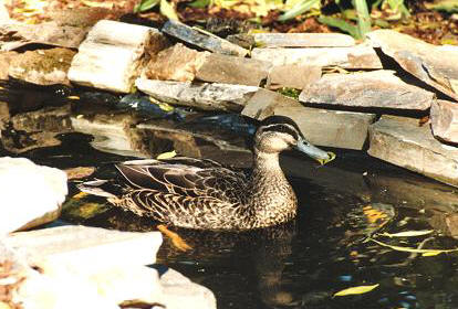 Duck05.JPG