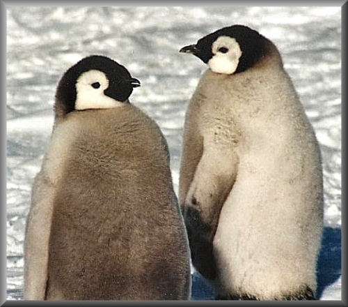 EmperorChicks_020036.JPG