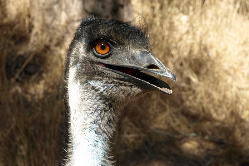 Emu_P3031542.jpg
