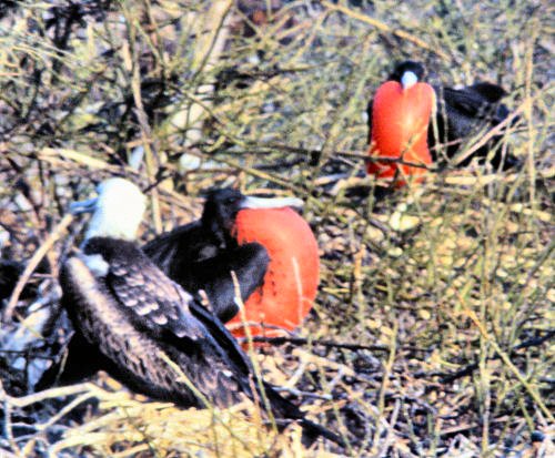 GalSeymour5GreaterFrigateBirds.jpg