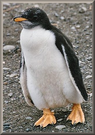 Gentoo_040155.JPG