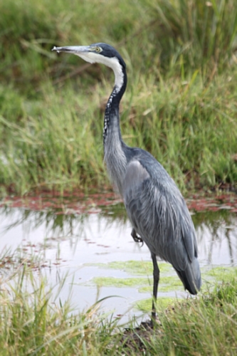 GreyHeron_5479v.jpg