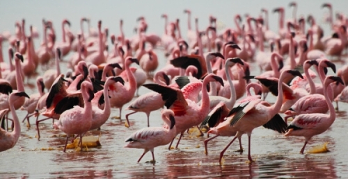 LesserFlamingos_5875_700.jpg