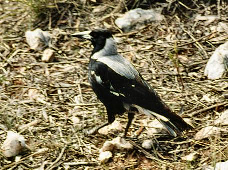 Magpie11.JPG