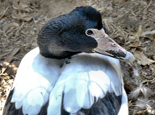 MagpieGoose_P3031565.jpg
