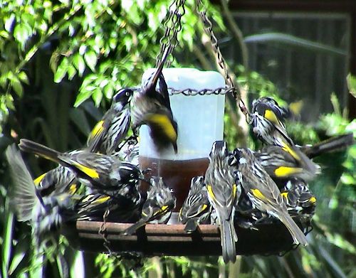 NHHoneyeaters.jpg