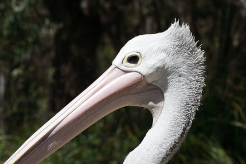 Pelican_5318.jpg