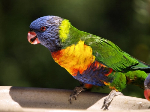 RainbowLorikeet_1682.jpg