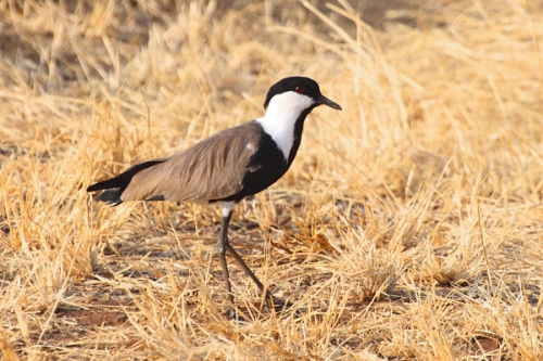 SpurWingLapWingPlover_6655.jpg