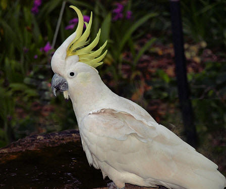 SulphurCrestedWhiteCockatoo_PA071208_m.jpg