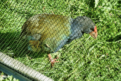 Takahe1_g.jpg