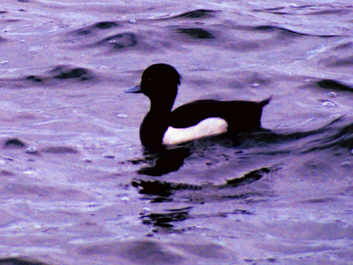 TuftedDuckReykjavikPond.jpg