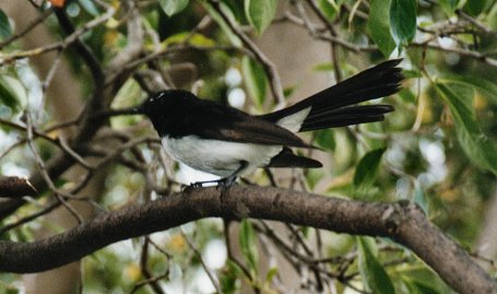 Wagtail09.JPG
