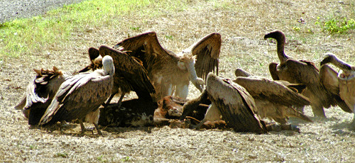 WhiteBackedVultures7.jpg
